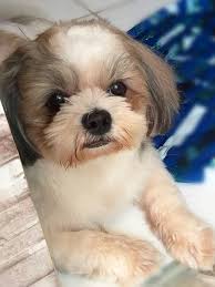 kahverengi maskeli kopek shih tzu kopek yavru kopek