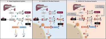 Our aim is to achieve the best outcomes for business. Frontiers Does Angiotensin Ii Peak In Response To Sars Cov 2 Immunology