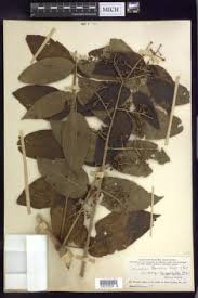 Image result for Astropanax myrianthus