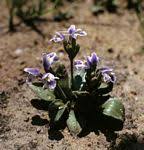 Image result for Stemodiopsis buchananii