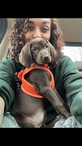 Introducing Wednesday Noel #vizsal  ##weimaraners##vw##mixedlikemommy##merrychristmastomefromme