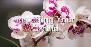 Easyorchidgrowing Com Repotting Your Orchid Video In This Video We Will Help You Identify When Your Orchid Should Be Repotte Orchids Orchid Care Orchidaceae