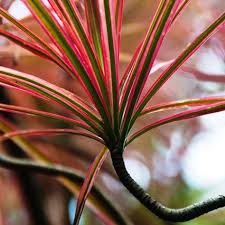 Drachenbaum Richtig Pflegen Lernen Und Fur Fantastische Exotik Zuhause Sorgen Dragon Tree Madagascar Dragon Tree Dragon Tree Care