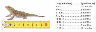 how big do bearded dragons get size and age guide