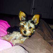Puppy Yorkie Ears Up Yorkie Puppies Dogs