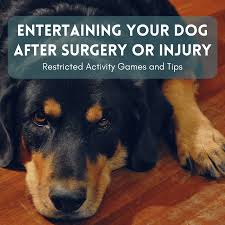 We proudly serve cedar park, round rock, leander, georgetown and other a variety of topics ranging from the location of the crate, which crate is best for your dog, the importance of crate training, and using the crate as an aid. How To Keep A Dog Entertained After Surgery Or Injury Pethelpful
