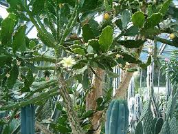Image result for Brasiliopuntia