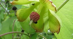 Image result for Abutilon rehmannii