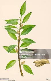 Image result for Santalaceae