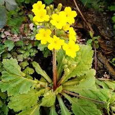 Image result for Primulaceae