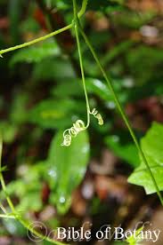 Image result for Lipocarpha atra