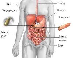 Tratament Naturist Al Pancreasului Si Ficatului
