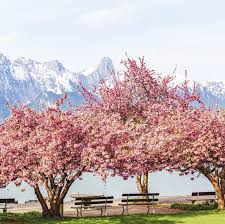 Alibaba.com offers a wide variety of artificial cherry blossom tree sold by certified suppliers, manufacturers and wholesalers. Home Depot Is Selling Ready To Plant Cherry Blossom Trees For Just 39