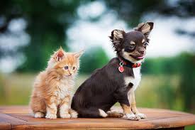 They look cute when they get together. Hd Wallpaper 4k Funny Animals Puppy Kitten Wallpaper Flare