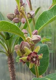 Image result for Raphionacme globosa