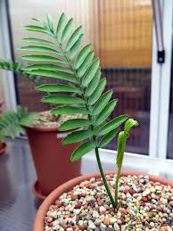 Image result for Encephalartos ngoyanus