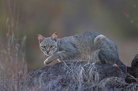 ‪When did cats become domesticated? New DNA evidence changes the story. |  National Geographic‬‏