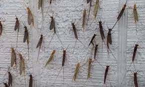 Female fruit flies are capable of mating and laying several batches of eggs in that time, allowing the fruit fly population in a home to multiply quickly. Fish Fly Season Is Upon Us Here In Michigan