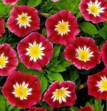 Morning Glory Ensign Red Ensign Morning Glories Red Morning Glory Seeds Red Vine Seeds Heirloom Seeds Morning Glory Seeds Morning Glory Unusual Flowers