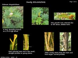 Image result for Solanum chrysotrichum