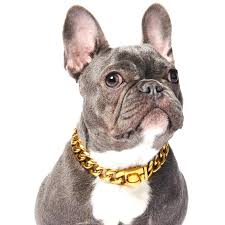 Find 1,074 french bulldogs puppies & dogs for sale in london at the uk's largest independent free classifieds site. Cuban Link Gold Chain Dog Necklace Muttropolis