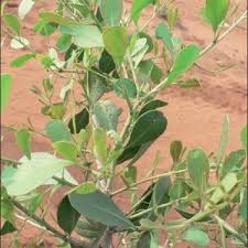 Image result for Gymnosporia heterophylla