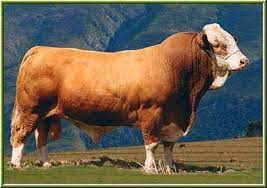 510 Beesboerdery Ideas Cattle Beef Cattle Livestock