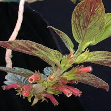 Image result for Polystachya spatella