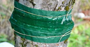 Der kleine frostspanner die verschiedenen schädlinge lassen sich meist selbst aufgrund ihrer geringen körpergröße nur schwer vom menschlichen auge ausmachen. Raupe Nimmersatt Leimringe Gegen Frostspanner Baumpflegeportal