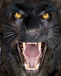 With the exception of the eyes, everything all cat lovers dream of owning a big wild cat. Pin On Bruce Lee Per Spiritual Warring Lion Poet King
