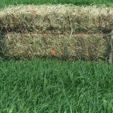 Image result for Eragrostis tef