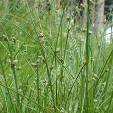 Image result for Isolepis setacea