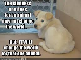 Animals Have Feelings Too Funny Animals With Captions Funny Animal Quotes Love Your Pet