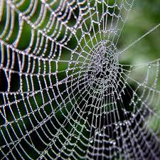 Kết quả hình ảnh cho hình ảnh nhện