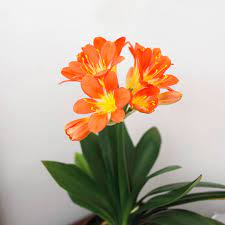 These plants will obviously survive for a while in lower light conditions but will sometimes need a fair amount of direct sunlight to initiate flowering, pupping as well as bringing out its color. 22 Beautiful Blooming Houseplants Better Homes Gardens