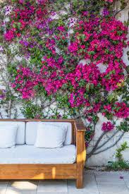 Ciclamino, viola e erica se volete piante da fiore. 10 Piante Da Balcone Resistenti Outdoor Vivace Tutto L Anno