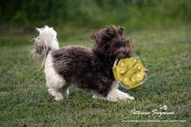 Find havanese puppies and breeders in your area and helpful havanese information. Havanese Puppies For Sale Willow Springs Havanese
