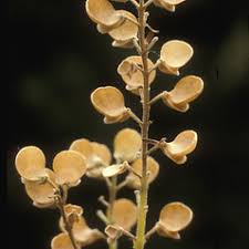 Image result for Scutellaria schweinfurthii