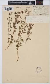 Image result for Crotalaria steudneri