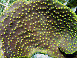 Pacific Aqua Farms Coral Gallery Ultra Wide Yellow Polyp Turbo Turbinaria  mesenterina Page