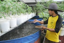 Agromedia Makin Untung Budi Daya Lele Di Kolam Bulat Dengan Sistem Biogreen Agromedia