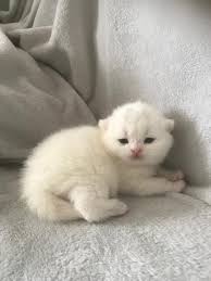 Full of british reserve, the british shorthair cat has a quiet voice and is an undemanding while not overly affectionate, the british shorthair tends to get along just fine with everyone. Solid White British Laziblues British Shorthairs Facebook