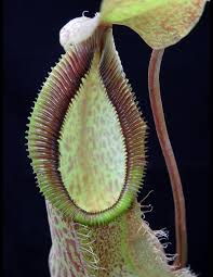 Image result for Nesaea spathulata