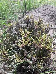Image result for Orbea lugardii
