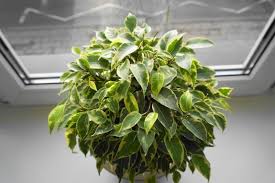 La dieffenbachia è una delle 10 piante da appartamento resistenti più note, grazie alla bellezza delle foglie e alla grande adattabilità agli ambienti interni. Piante Da Appartamento Le 8 Migliori Per La Nostra Casa