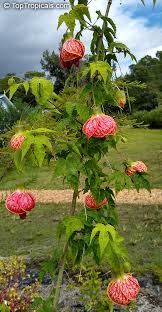 Image result for Abutilon