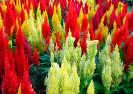 The species has bright scarlet flowers, but there are also cultivars that offer white, salmon, pink, lavender, burgundy, and orange blossoms. Celosia A Profile Of An Annual Flower Howstuffworks