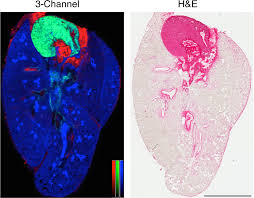For the upper respiratory tract observe the epithelial specialisations, sensory regions and associated cartilages. Maintenance Of Deep Lung Architecture And Automated Airway Segmentation For 3d Mass Spectrometry Imaging Scientific Reports
