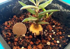 Image result for Ceropegia conrathii