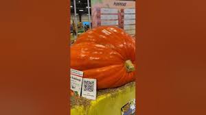 Image result for fat ass pumpkin